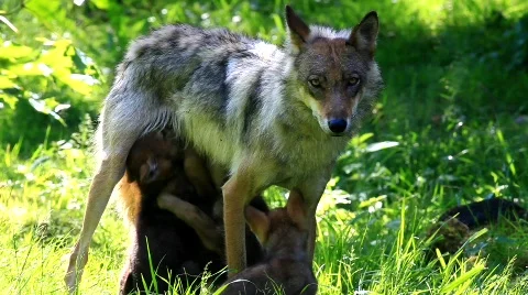 MVI 8265 Stock Footage 748277