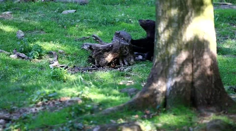 MVI 8314 Stock Footage 748423