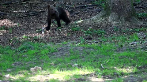 MVI 8325 Stock Footage 748450