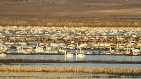 MVI 8331 Stock-Footage 11626942