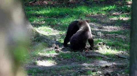 MVI 8353 Stock Footage 749607