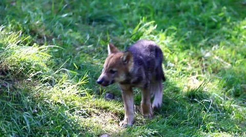 MVI 8371 Stock Footage 749636