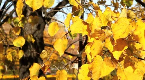 MVI 8396 Stock Footage 8846001