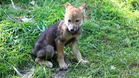 MVI 8401 Stock Footage 749649