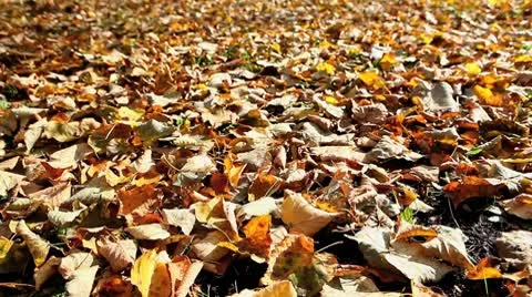 MVI 8404 Stock Footage 8845997