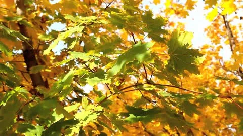 MVI 8405 Stock Footage 8845998