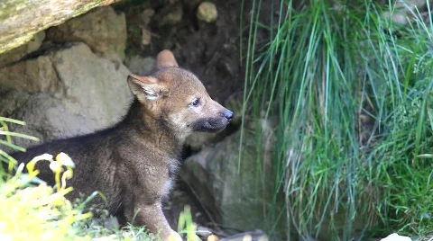 MVI 8409 Stock Footage 749669