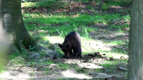 MVI 8414 Stock Footage 749686