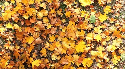 MVI 8419 Stock Footage 8845995