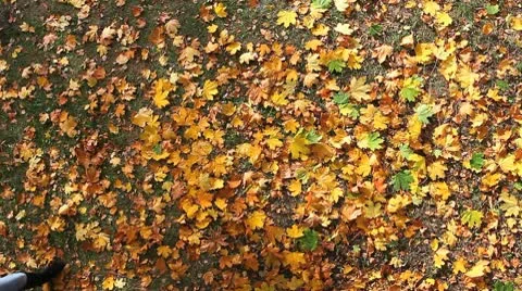 MVI 8423 Stock Footage 8919375