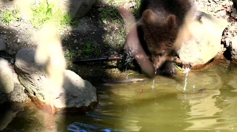 MVI 8429 Stock Footage 749702