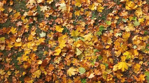 MVI 8429 Stock Footage 8919348