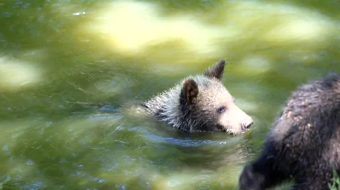 MVI 8454 Stock Footage 749740