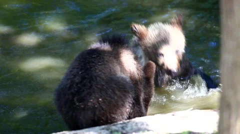 MVI 8455 Stock Footage 749767