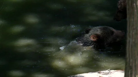 MVI 8456 Stock Footage 749793