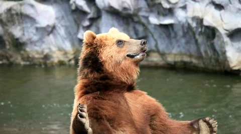 MVI 8477baerstehend Stock Footage 707973