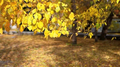 MVI 8479 Stock Footage 8845981