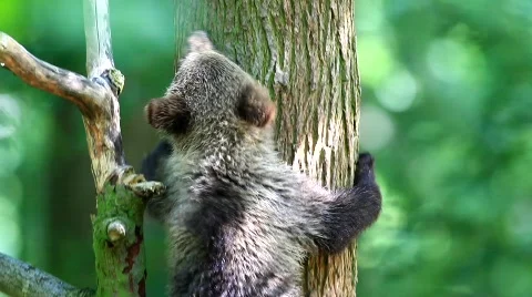 MVI 8495 Video stock 749837