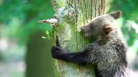 MVI 8496 Stock Footage 749860