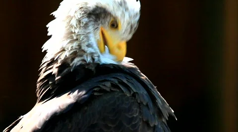 MVI 8541 Stock Footage 747046