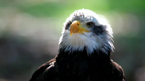 MVI 8546 Stock Footage 747077