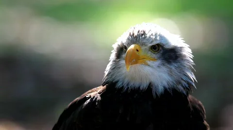 MVI 8547 Stock Footage 747114