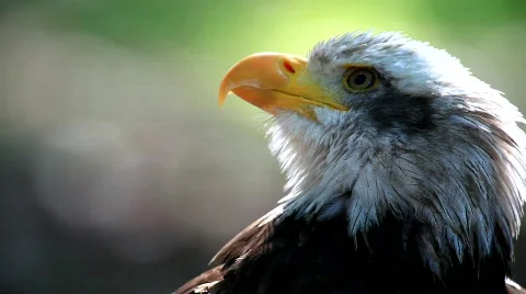 MVI 8549 Stock Footage 747162