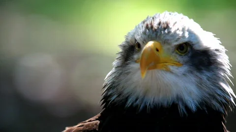 MVI 8550 Stock Footage 747185