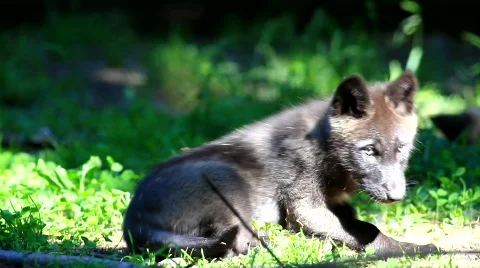 MVI 8564 Stock Footage 747356