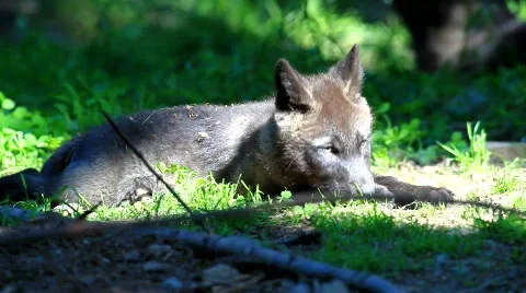 MVI 8565bearb Stock Footage 747434