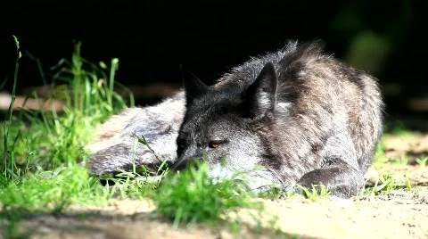 MVI 8566 Stock Footage 747460