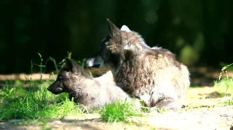 MVI 8584 Stock Footage 747544