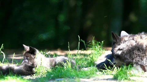 MVI 8597 Stock Footage 747671