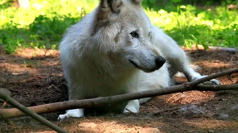 MVI 8599 Video stock 747718