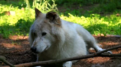 MVI 8600 Stock Footage 747776