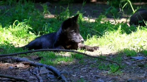 MVI 8604 Stock Footage 747829