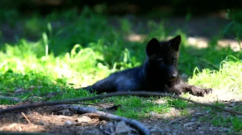 MVI 8610 Stock Footage 747855