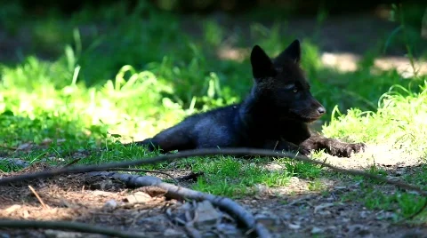 MVI 8611 Stock Footage 747889