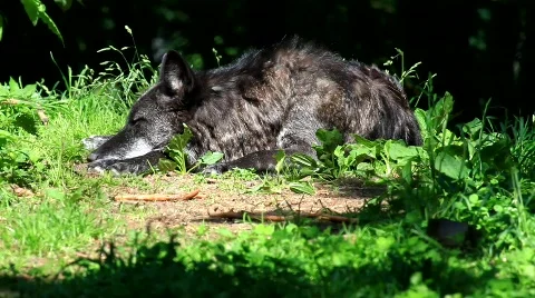 MVI 8614 Stock Footage 747949