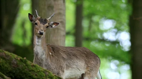 MVI 8798-1 Stock Footage 703945