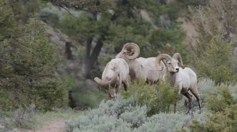 MVI 8873 e Stock Footage 11626946