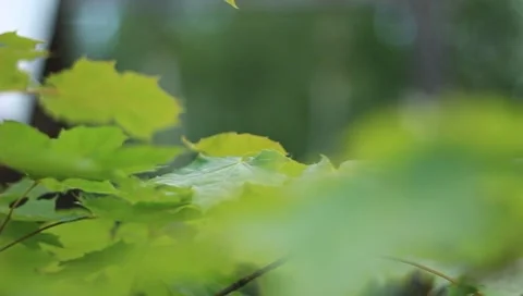 MVI 8927 Stock Footage 7763722