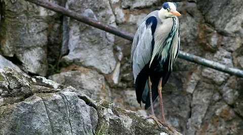 MVI 8949-1 Stock Footage 723979