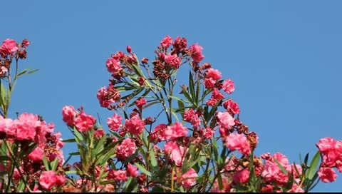 MVI 9000 Vídeos de archivo 11344421