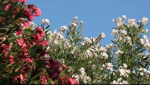 MVI 9001 Vídeos de archivo 11344175