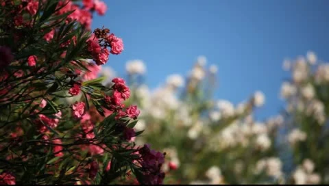 MVI 9002 Vídeos de archivo 11344111