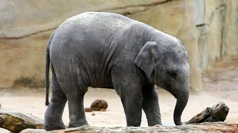 MVI 9004-1 Stock Footage 712809