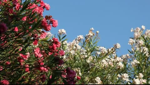 MVI 9004 Vídeos de archivo 11344035