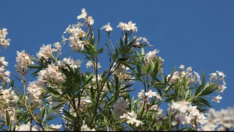 MVI 9005 Stock Footage 11343896