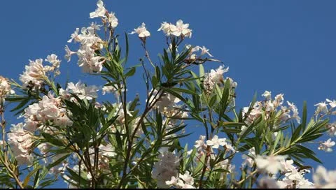 MVI 9006 Vídeos de archivo 11343857